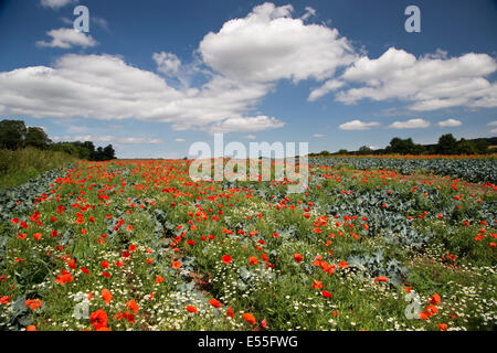 Coquelicot Papaver rhoeas rouge dans un champ dans la hauteur de l'été avec ciel bleu et nuages blancs Banque D'Images