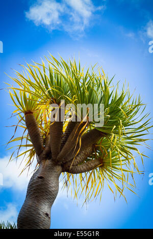 Arbre Dragon (Dracaena draco). Icod de los Vinos. Tenerife, Canaries, Espagne, Europe. Banque D'Images