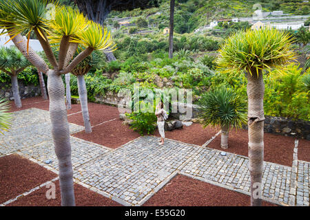 Arbre Dragon (Dracaena draco). Icod de los Vinos. Tenerife, Canaries, Espagne, Europe. Banque D'Images