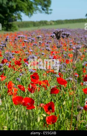 Jeu pointe de Phacelia tanacetifolia et Papaver rhoeas - Coquelicot, pavot champ commun Banque D'Images