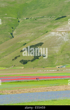 Castelluccio di Norcia, petite ville du sud-est de l'Ombrie, célèbre pour les couleurs la floraison à l'été Banque D'Images