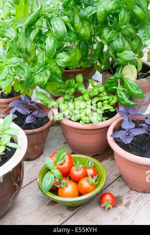 Cultivés en pot Sweet, violet et le Basilic thaï en serre avec bol de tomates fraîches Banque D'Images