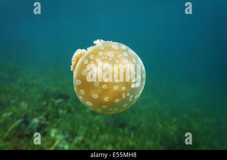 Golden medusa, Mastigias méduses dans la mer des Caraïbes, Panama, Amérique Centrale Banque D'Images