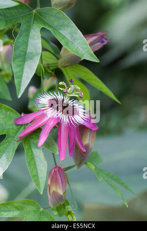 Passiflora violacea x fleur. La passion des fleurs poussant dans un environnement protégé. Banque D'Images