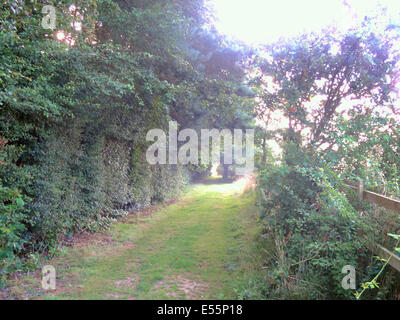 Ticehurst, East Sussex, UK..22 Juillet 2014..tôt le matin, la lumière du soleil filtre à travers la brume dans la magnifique campagne du Sussex..David Burr/Alamy Live News. Banque D'Images