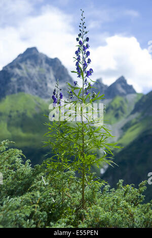 Aconitum napellus monkshood, Banque D'Images