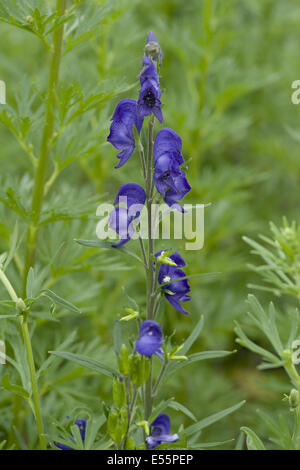 Aconitum napellus monkshood, Banque D'Images