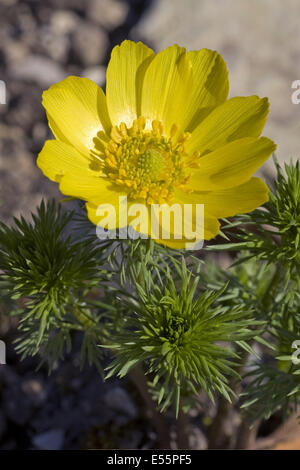 Pheasant's eye, Adonis vernalis Banque D'Images