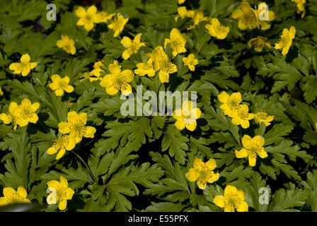 Le jaune, l'anémone des bois anemone Banque D'Images