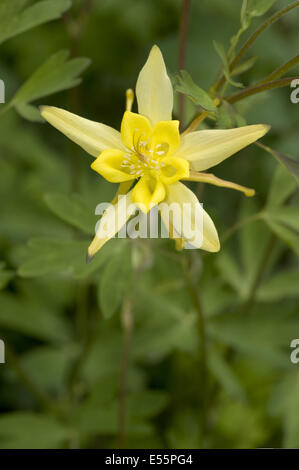 Columbine aquilegia chrysantha, doré Banque D'Images