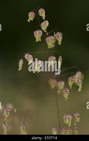 Quaking grass Briza media-, Banque D'Images