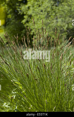 Le stipe fibreux et de carex, Carex appropinquata Banque D'Images