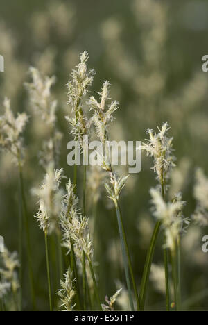 Carex brizoides Banque D'Images