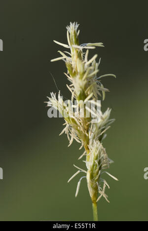 Carex brizoides Banque D'Images