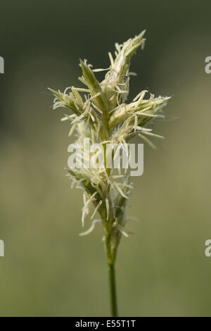 Carex brizoides Banque D'Images