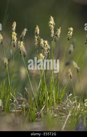 Carex, Carex montana mountain Banque D'Images