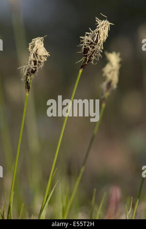 Carex, Carex montana mountain Banque D'Images