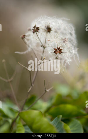 Old man's beard, Clematis vitalba Banque D'Images