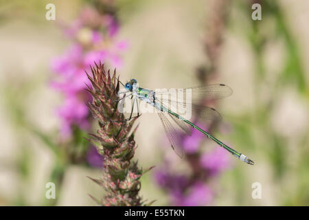 Une émeraude , demoiselle Lestes sponsa, reposant sur une tige florale avec des fleurs roses en arrière-plan. Banque D'Images