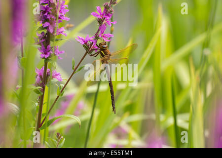 Un Hawker brun libellule, Aeshna Grandis, reposant sur une tige florale à Ings Fairburn RSPB réserve naturelle. Banque D'Images