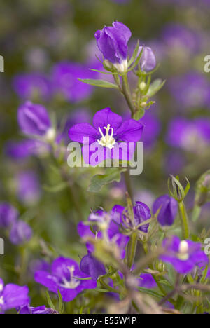 Venus' Looking Glass, legousia hybrida Banque D'Images