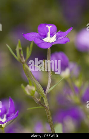 Venus' Looking Glass, legousia hybrida Banque D'Images