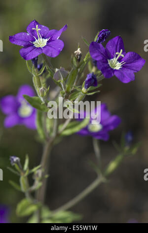 'Venus' Looking Glass, legousia speculum-veneris Banque D'Images