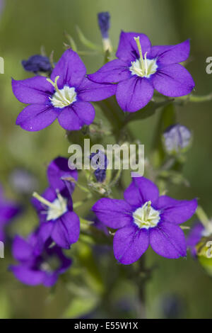 'Venus' Looking Glass, legousia speculum-veneris Banque D'Images