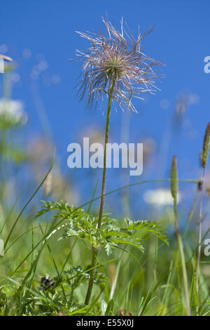 Pasqueflower pulsatilla alpina alpine, ssp. alpina Banque D'Images