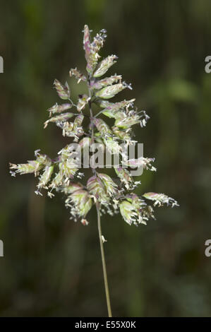 Baden's bluegrass, poa badensis Banque D'Images