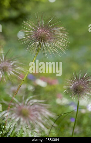 Pasqueflower pulsatilla alpina alpine, ssp. alpina Banque D'Images