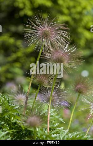 Pasqueflower pulsatilla alpina alpine, ssp. alpina Banque D'Images