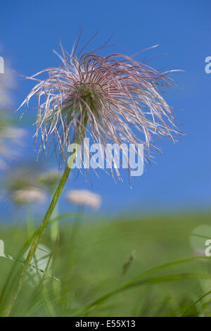 Pasqueflower pulsatilla alpina alpine, ssp. alpina Banque D'Images