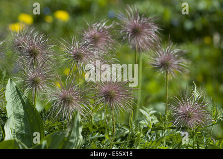 Pasqueflower pulsatilla alpina alpine, ssp. alpina Banque D'Images