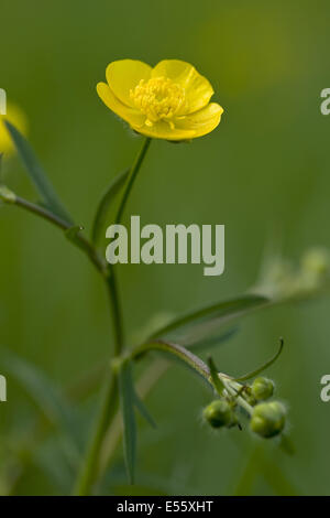 Tall buttercup, Ranunculus acris Banque D'Images