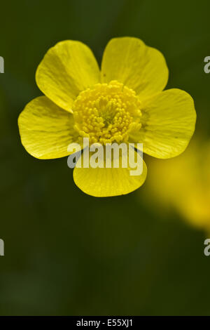 Tall buttercup, Ranunculus acris Banque D'Images