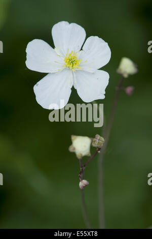 Large White buttercup, Ranunculus platanifolius Banque D'Images