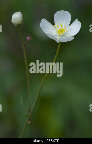 Large White buttercup, Ranunculus platanifolius Banque D'Images