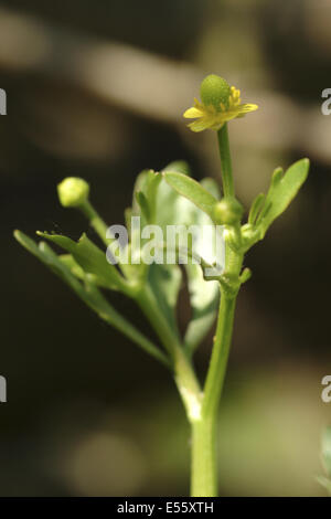 Renoncule à feuilles de céleri, Ranunculus sceleratus Banque D'Images