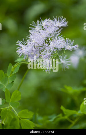 Plus de meadow-rue, Thalictrum aquilegiifolium Banque D'Images