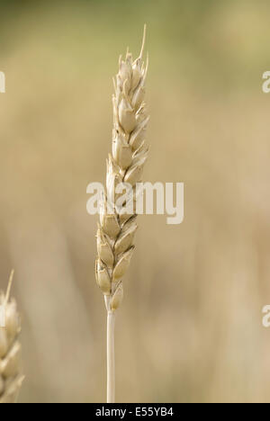 Le blé commun, Triticum aestivum Banque D'Images