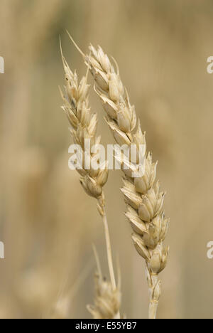 Le blé commun, Triticum aestivum Banque D'Images