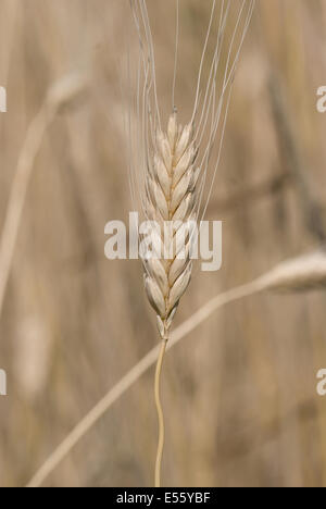 Engrain, Triticum monococcum Banque D'Images