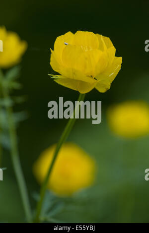 Globe fleur, trollius europaeus Banque D'Images