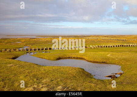 Les marais salés dans le Schleswig-Holstein mer des Wadden Parc National, Site du patrimoine mondial de l'UNESCO, Schleswig-Holstein, Allemagne Banque D'Images