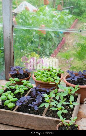 Cultivés en pot Sweet, violet et le Basilic thaï en serre avec bol de tomates fraîches Banque D'Images