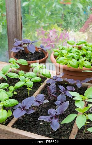 Cultivés en pot Sweet, violet et le Basilic thaï en serre avec bol de tomates fraîches Banque D'Images