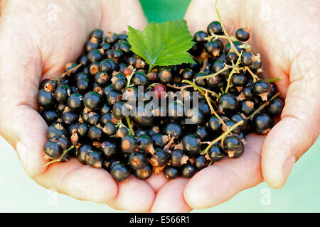 De Cassis. Ribes nigrum Banque D'Images