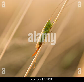 Long femelle-winged conehead Bush-cricket Conocephalus discolor sur tige d'herbe dans la lumière du soleil du soir Banque D'Images