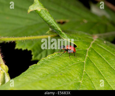 Beetle Hazel Leaf-roller Apoderus coryli sur Hazel leaf Banque D'Images